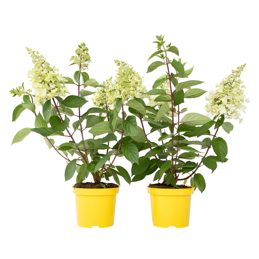 Hortensia - 2 pcs. - Hydrangea paniculata 'Candlelight' - Height 25-40cm - ⌀19cm