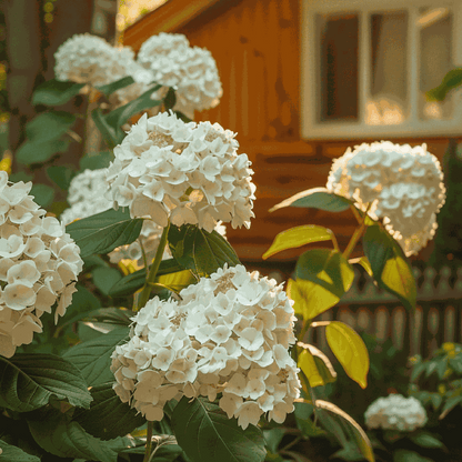 Hortensia - Hydrangea paniculata 'Bobo' - Height 25-40cm - ⌀19cm