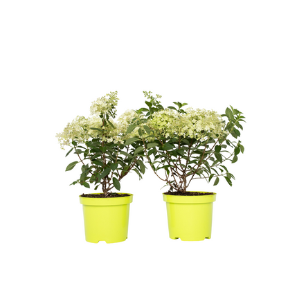Hortensia - 2 pcs. - Hydrangea paniculata 'Bobo' - Height 25-40cm - ⌀19cm