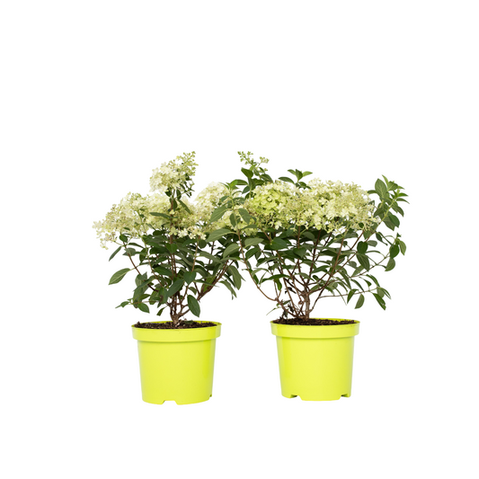 Hortensia - 2 pcs. - Hydrangea paniculata 'Bobo' - Height 25-40cm - ⌀19cm