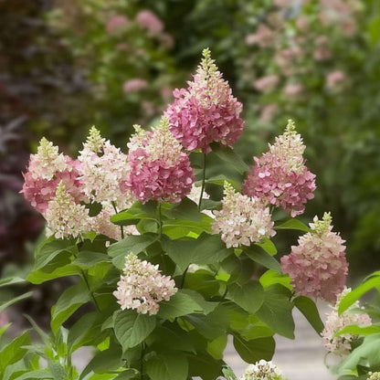 Hortensia - Hydrangea paniculata 'Pinky Winky' - Height 25-40cm - ⌀19cm