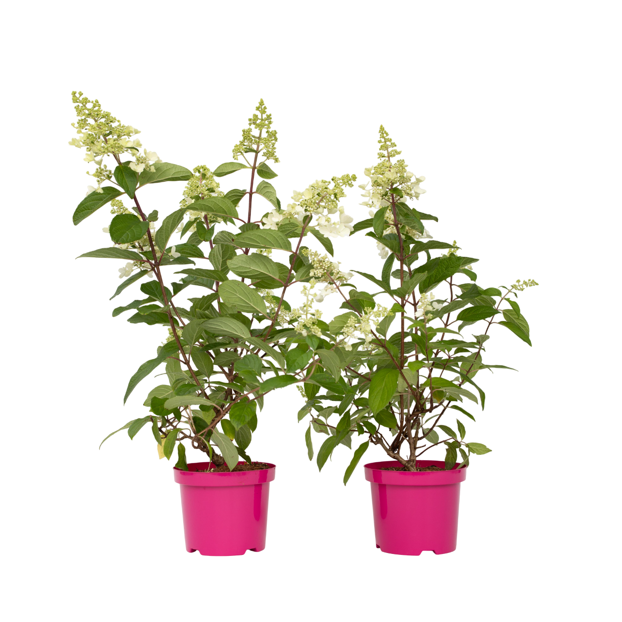 Hortensia - 2 pcs. - Hydrangea paniculata 'Pinky Winky' - Height 25-40cm - ⌀19cm