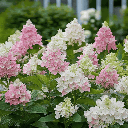Hortensia - 4 pcs. - Hydrangea paniculata 'Pinky Winky' - Height 25-40cm - ⌀19cm