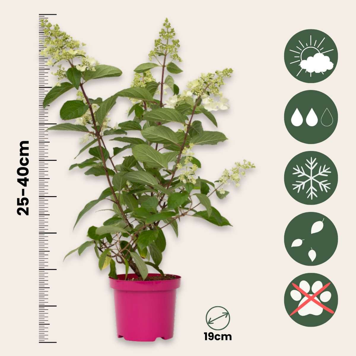 Hortensia - 4 pcs. - Hydrangea paniculata 'Pinky Winky' - Height 25-40cm - ⌀19cm