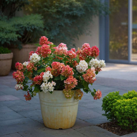 Hortensia - Hydrangea paniculata 'Wim's Red' - Height 25-40cm - ⌀19cm