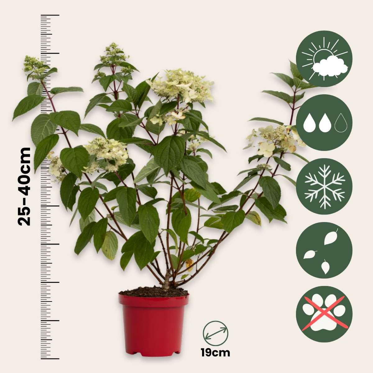 Hortensia - Hydrangea paniculata 'Wim's Red' - Height 25-40cm - ⌀19cm