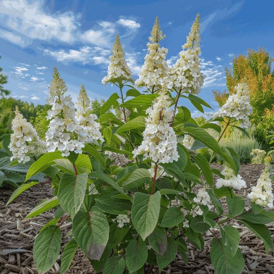 Hortensia - 2 pcs. - Hydrangea paniculata 'Confetti' - Height 25-40cm - ⌀19cm