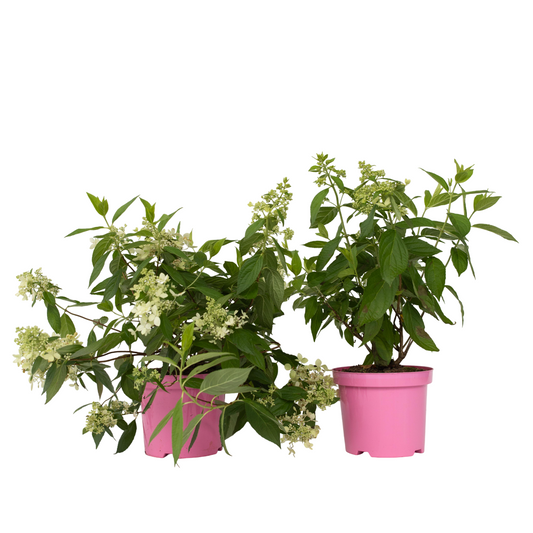 Hortensia - 2 pcs. - Hydrangea paniculata 'Confetti' - Height 25-40cm - ⌀19cm