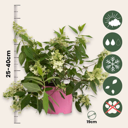 Hortensia - 2 pcs. - Hydrangea paniculata 'Confetti' - Height 25-40cm - ⌀19cm