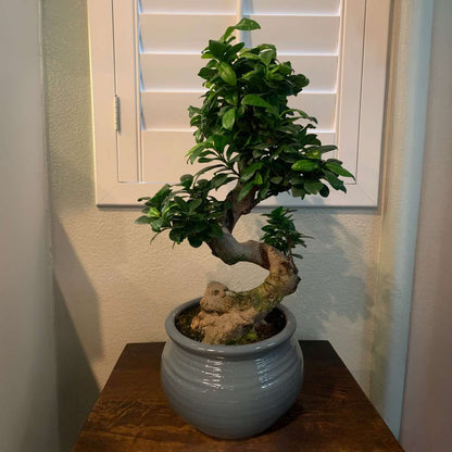 Curtain Fig - Ficus microcarpa 'ginseng' - Height 55-65cm - ⌀20cm