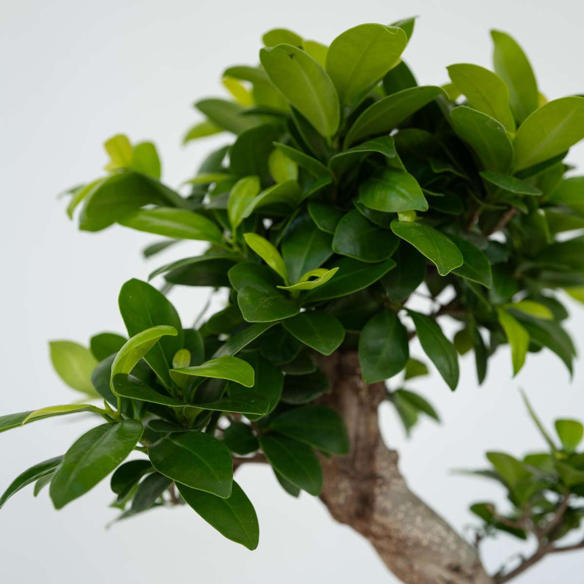 Curtain Fig - Ficus microcarpa 'ginseng' - Height 55-65cm - ⌀20cm
