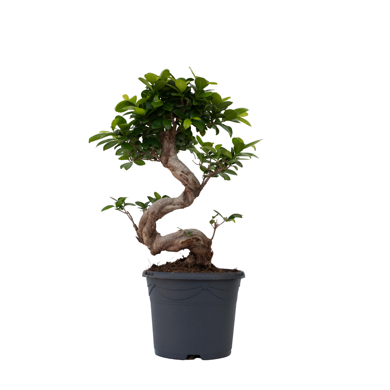 Curtain Fig - 2 pcs. - Ficus microcarpa 'ginseng' - Height 55-65cm - ⌀20cm