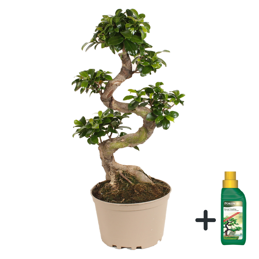Curtain Fig - Ficus microcarpa 'ginseng' - Height 60-70cm - ⌀22cm