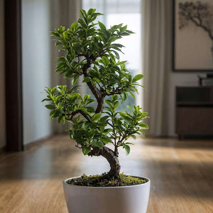 Curtain Fig - Ficus microcarpa 'ginseng' - Height 60-70cm - ⌀22cm