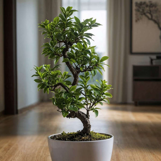 Curtain Fig - Ficus microcarpa 'ginseng' - Height 60-70cm - ⌀22cm