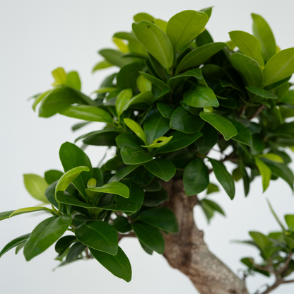 Curtain Fig - Ficus microcarpa 'ginseng' - Height 60-70cm - ⌀22cm