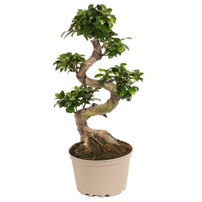 Curtain Fig - Ficus microcarpa 'ginseng' - Height 60-70cm - ⌀22cm