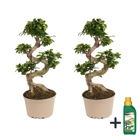 Curtain Fig - 2 pcs. - Ficus microcarpa 'ginseng' - Height 60-70cm - ⌀22cm