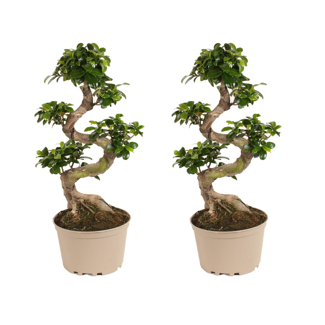 Curtain Fig - 2 pcs. - Ficus microcarpa 'ginseng' - Height 60-70cm - ⌀22cm