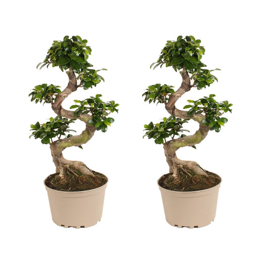Curtain Fig - 2 pcs. - Ficus microcarpa 'ginseng' - Height 60-70cm - ⌀22cm