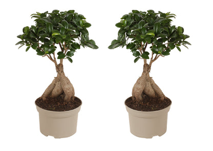 Curtain Fig - 2 pcs. - Ficus microcarpa - Height 35-40cm - ⌀15cm