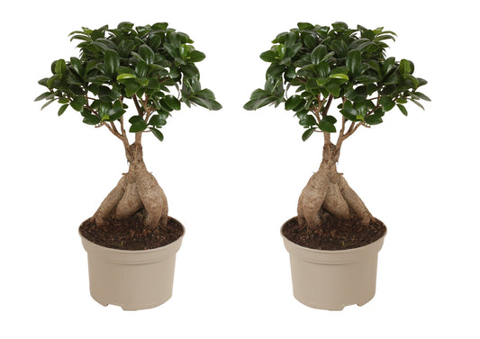 Curtain Fig - 2 pcs. - Ficus microcarpa - Height 35-40cm - ⌀15cm