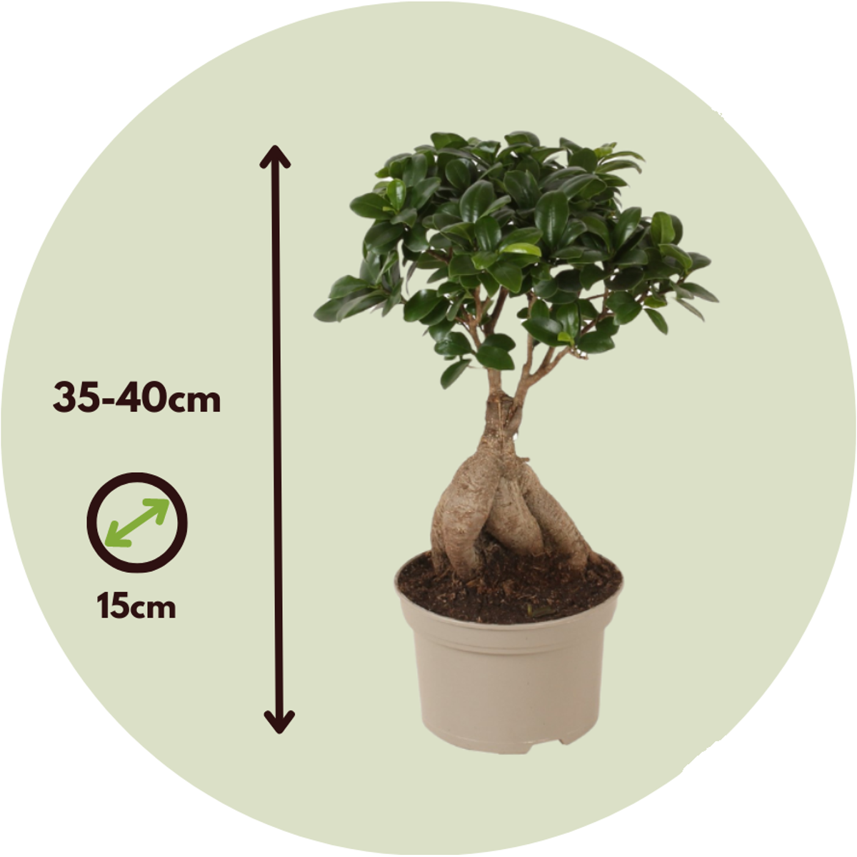 Curtain Fig - 2 pcs. - Ficus microcarpa - Height 35-40cm - ⌀15cm