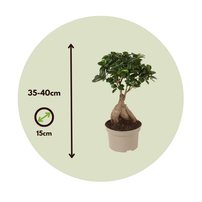 Curtain Fig - 4 pcs. - Ficus microcarpa - Height 35-40cm - ⌀15cm