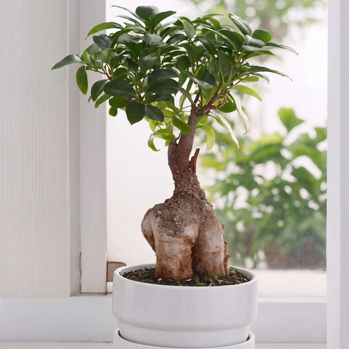 Curtain Fig - 4 pcs. - Ficus microcarpa - Height 35-40cm - ⌀15cm
