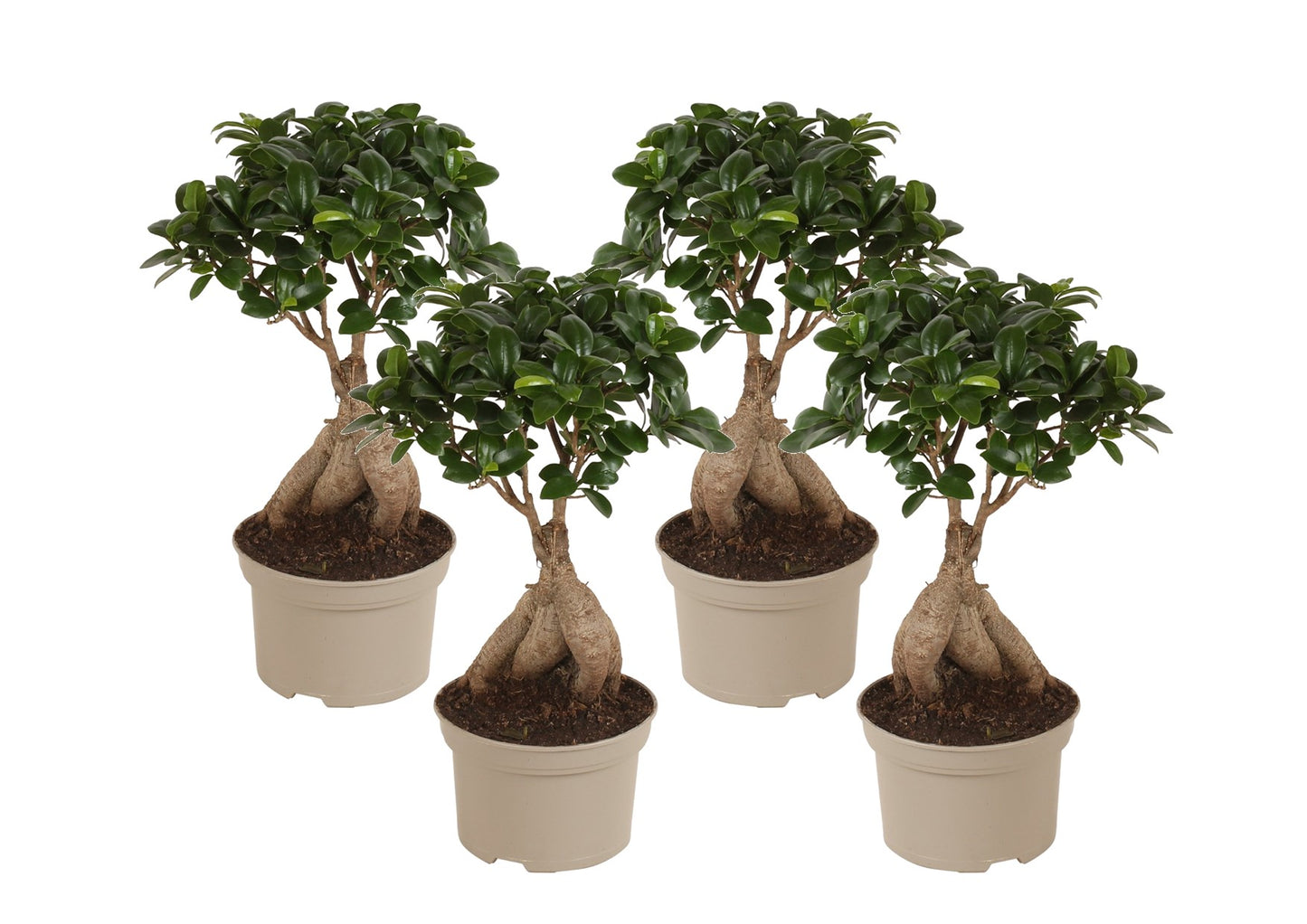 Curtain Fig - 4 pcs. - Ficus microcarpa - Height 35-40cm - ⌀15cm