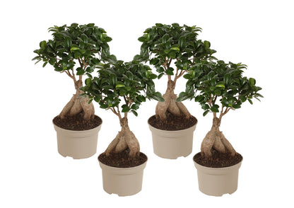 Curtain Fig - 4 pcs. - Ficus microcarpa - Height 35-40cm - ⌀15cm
