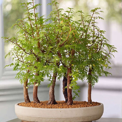 Dawn Redwood Forest Bonsai - Bonsai 'Metasequoia Forest' - H20-30cm - ⌀15cm