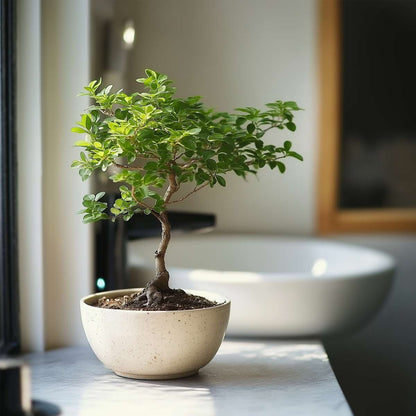Bonsai tree - Zelkova serrata - Height 25-35cm - ⌀20cm