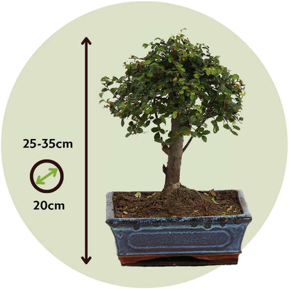 Bonsai tree - Zelkova serrata - Height 25-35cm - ⌀20cm