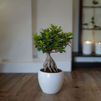 Curtain Fig - Ficus microcarpa - Height 30-40cm - ⌀12cm