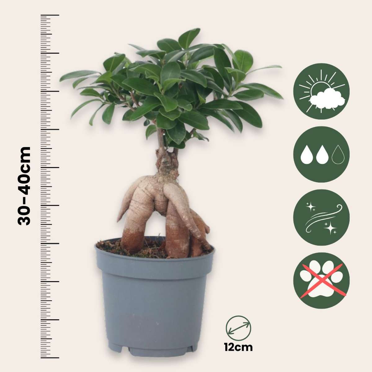 Curtain Fig - Ficus microcarpa - Height 30-40cm - ⌀12cm