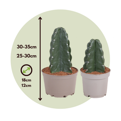 Crown of Thorns Cactus - 2 pcs. - Cereus jamacaru - Height 25-30cm - ⌀18cm