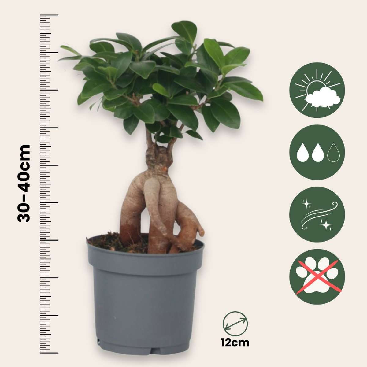 Curtain Fig - 2 pcs. - Ficus microcarpa - Height 30-40cm - ⌀12cm