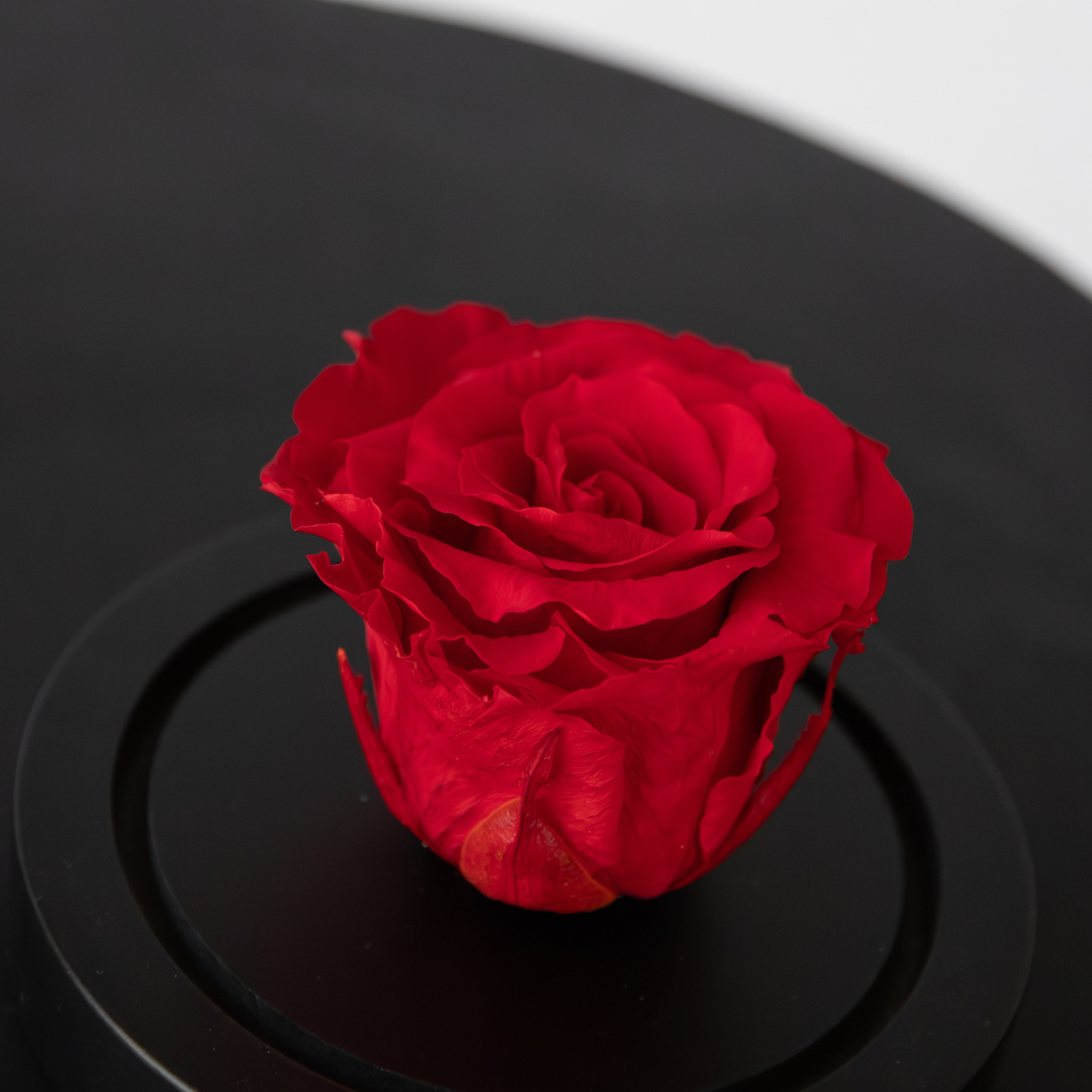 Preserved Red Rose under Glass Dome - Real Rose - Luxury Gift