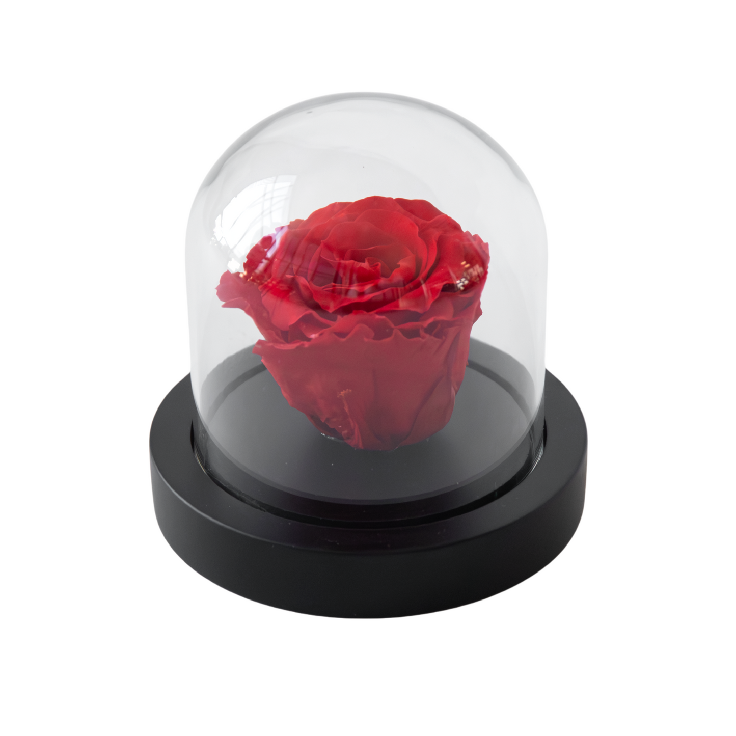 Preserved Red Rose under Glass Dome - Real Rose - Luxury Gift