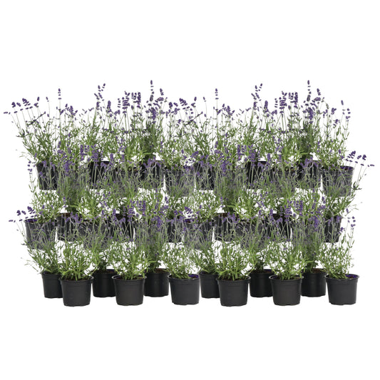 Lavender - 36 pcs. - Lavandula angustifolia - Height 10-15cm - ⌀10,5cm