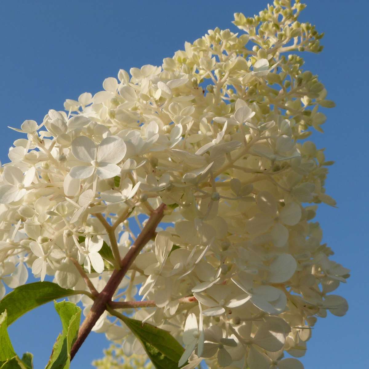 Hortensia - 3 pcs. - Hortensia paniculata - Height 25-35cm - ⌀9cm