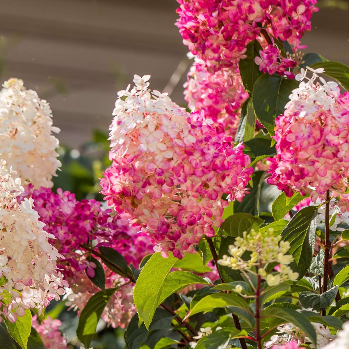 Hortensia - 3 pcs. - Hortensia paniculata - Height 25-35cm - ⌀9cm