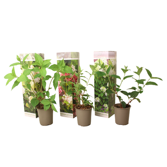 Hortensia - 3 pcs. - Hortensia paniculata - Height 25-35cm - ⌀9cm