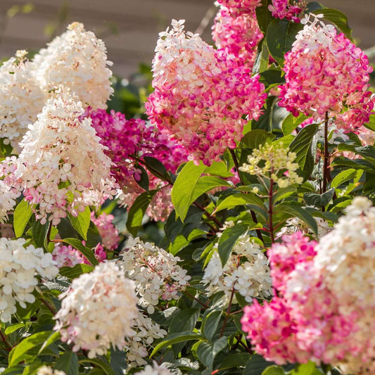 Hortensia - 6 pcs. - Hydrangea paniculata - Height 25-35cm - ⌀9cm