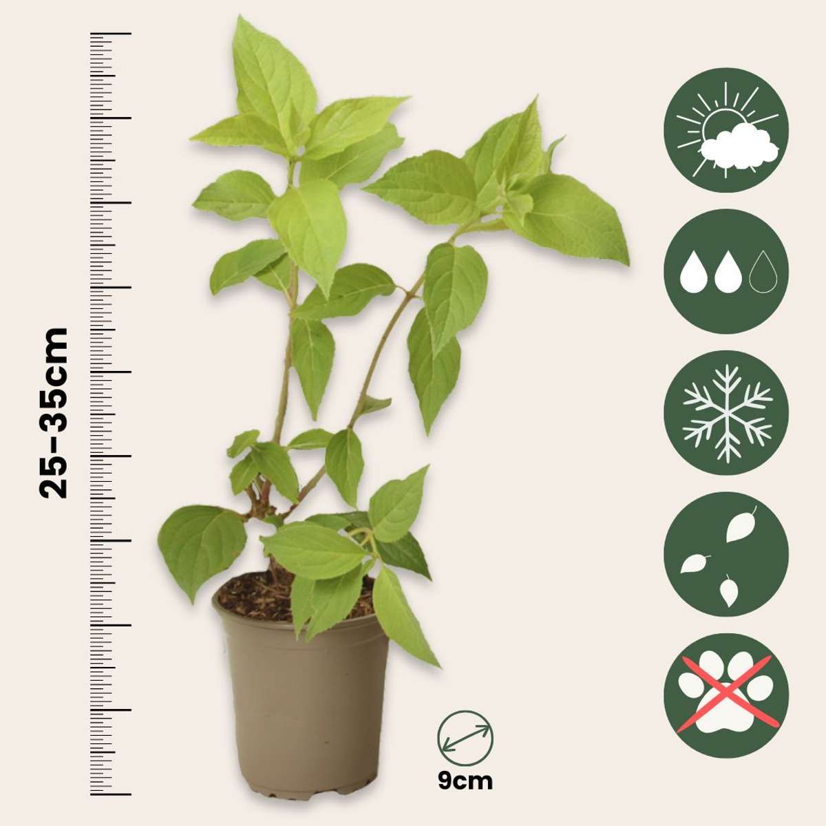 Hortensia - 6 pcs. - Hydrangea paniculata - Height 25-35cm - ⌀9cm