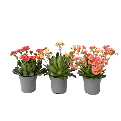 Rock Flower - 3 pcs. - Lewisia cotyledon - Height 10-20cm - ⌀10cm