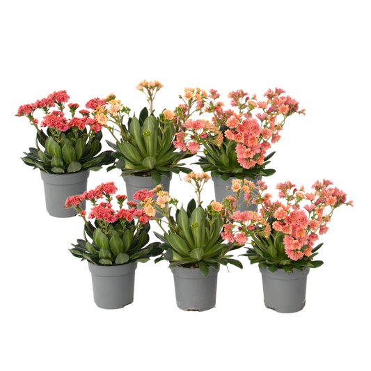 Rock Flower - 6 pcs. - Lewisia cotyledon - Height 10-20cm - ⌀10cm