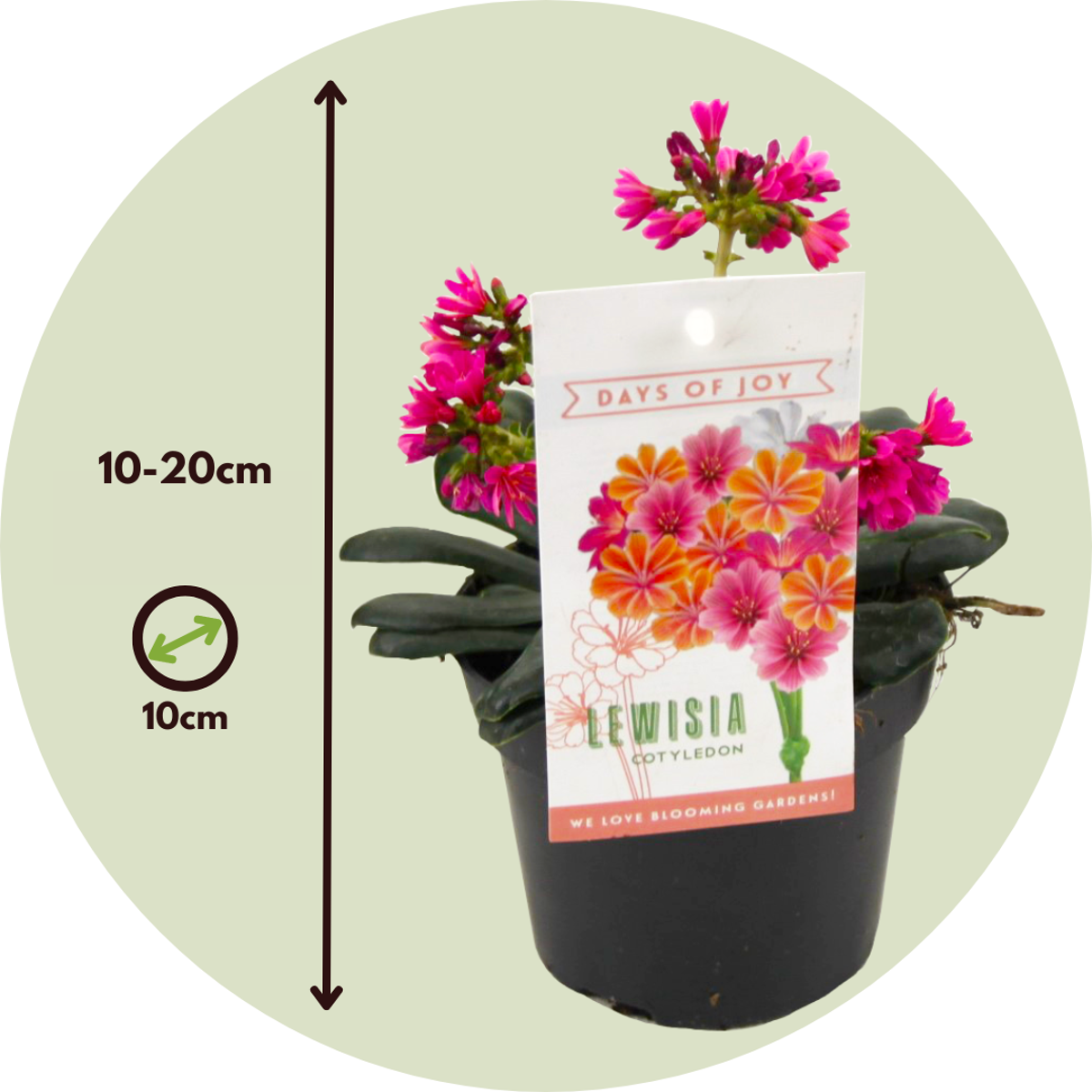 Rock Flower - 6 pcs. - Lewisia cotyledon - Height 10-20cm - ⌀10cm