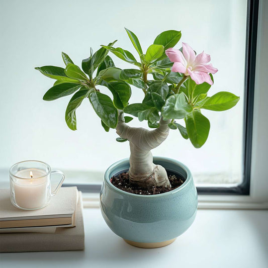 Desert rose - Adenium obesum - Height 25-40cm - ⌀10,5cm
